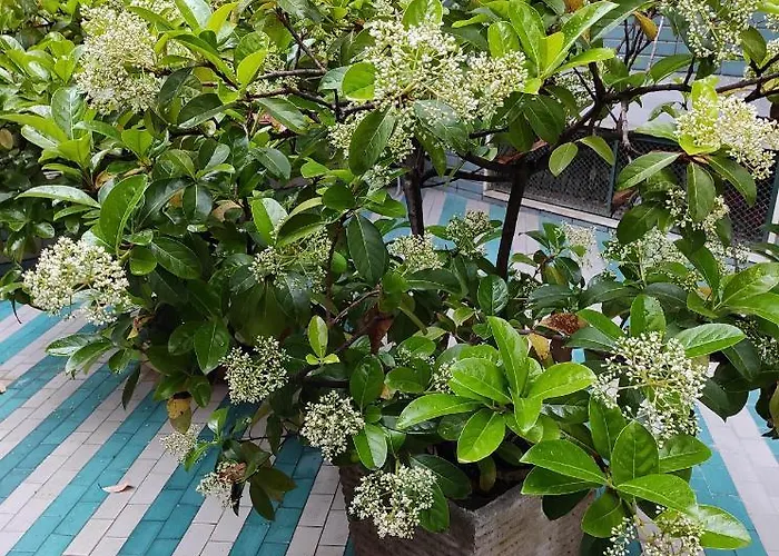 In Vacanze Napoletane